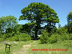 Board 4 in Ellenbrook Fields near an Oak