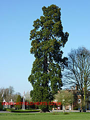 Bush Hall Giant Sequoia