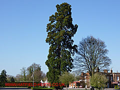 Giant Sequoia at Bush Hall