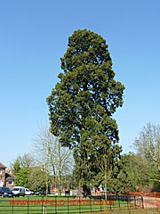 Old Rectory Giant Sequoia