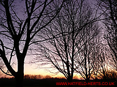 Leafless trees silhouetted against the dusk sky