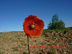 Close up of a red poppy flower