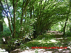 Line of Hornbeams in the wood