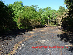 Fire damaged section of wood