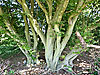 Hornbeam thumbnail