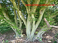 Multi-bole Ancient Hornbeam