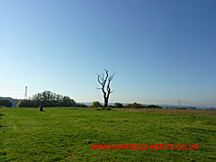 Burnt tree and Ordnance Survey marker