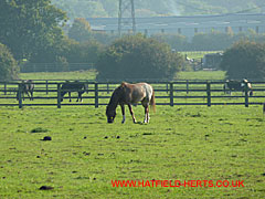 Horses in their paddocks at Parsonage Farm