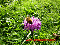 Bumblebee on flower