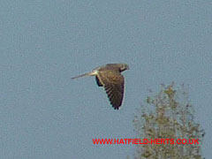 Close up of bird of prey