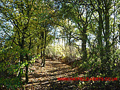 Wooded path separates Angerland Common from the rest of the hill