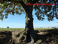 View of the Oak by Bunchleys Pond and the hilltop beyond