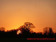 Sun dropping behind the horizon - silhouettes a bare tree against an orange sky