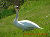 swan - thumbnail