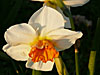 daffodil or narcissus - thumbnail