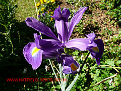 Iris - single bloom with largely purple petals with a yellow patch at their base