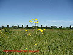 Buttercups in a field - the small yellow flowers contrasting against the wide open space and blue sky