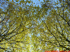 tree canopy providing overhead shade