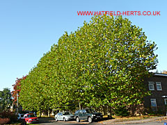 London Plane trees in early autumn