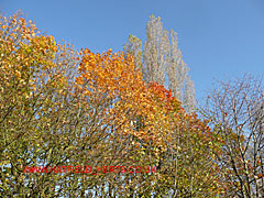 Autumn leaf display - loads of bright reds and yellows