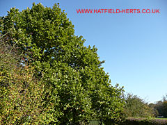 Vegetation bordering a playing field