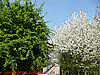 Spring blossom, two tree - thumbnail