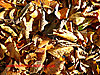 leaf litter - thumbnail