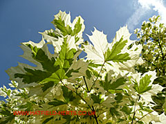 Variegated Plane leaves - Green and white combination
