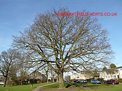 Oak without leaves, Badger Way