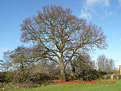 Oak with young shoots, Woods Avenue