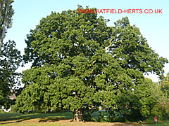 Oak with green leaves, St Albans Road West