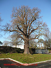 Oak without leaves, Woods Avenue car park