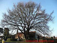 Oak tree without leaves by St Luke's church