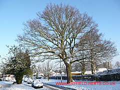 Oak with snow, Briars Lane