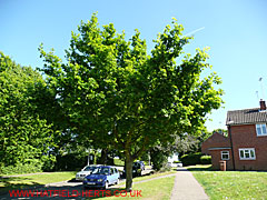 young Oak, Briars Lane