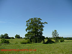 Oak tree with leaves, New Barnsfield