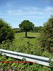 Oak with leaves, Millennium Park, Millwards