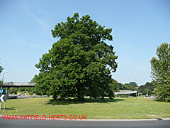 Oak with leaves, A1001 roundabout with Travellers Lane