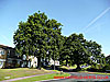 Trio of Oaks, Briars Lane and Cedar Road thumbnail