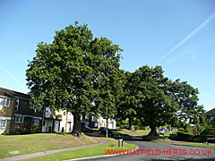 Three Oaks with leaves, Briars Lane and Cedar Road