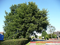 Oak with leaves by St Albans Road East