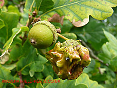 Normal acorn and a Knopper Gall