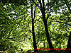 trees back lit by sunlight - thumbnail