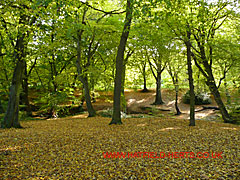 beginning of the autumn leaf fall - yellow leaves start littering the ground