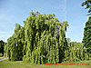 Weeping Willow - thumbnail