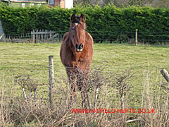 Brown horse looks over fence