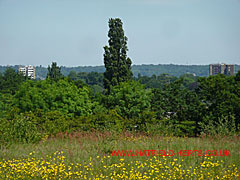 View of the tops of high rises in Hatfield town