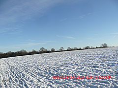 treeline marks the New Barnfield site 