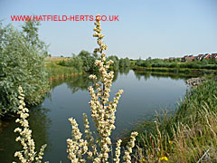 Ellenbrook Nature Park - flowering plant in the foreground with the artifical lake behind